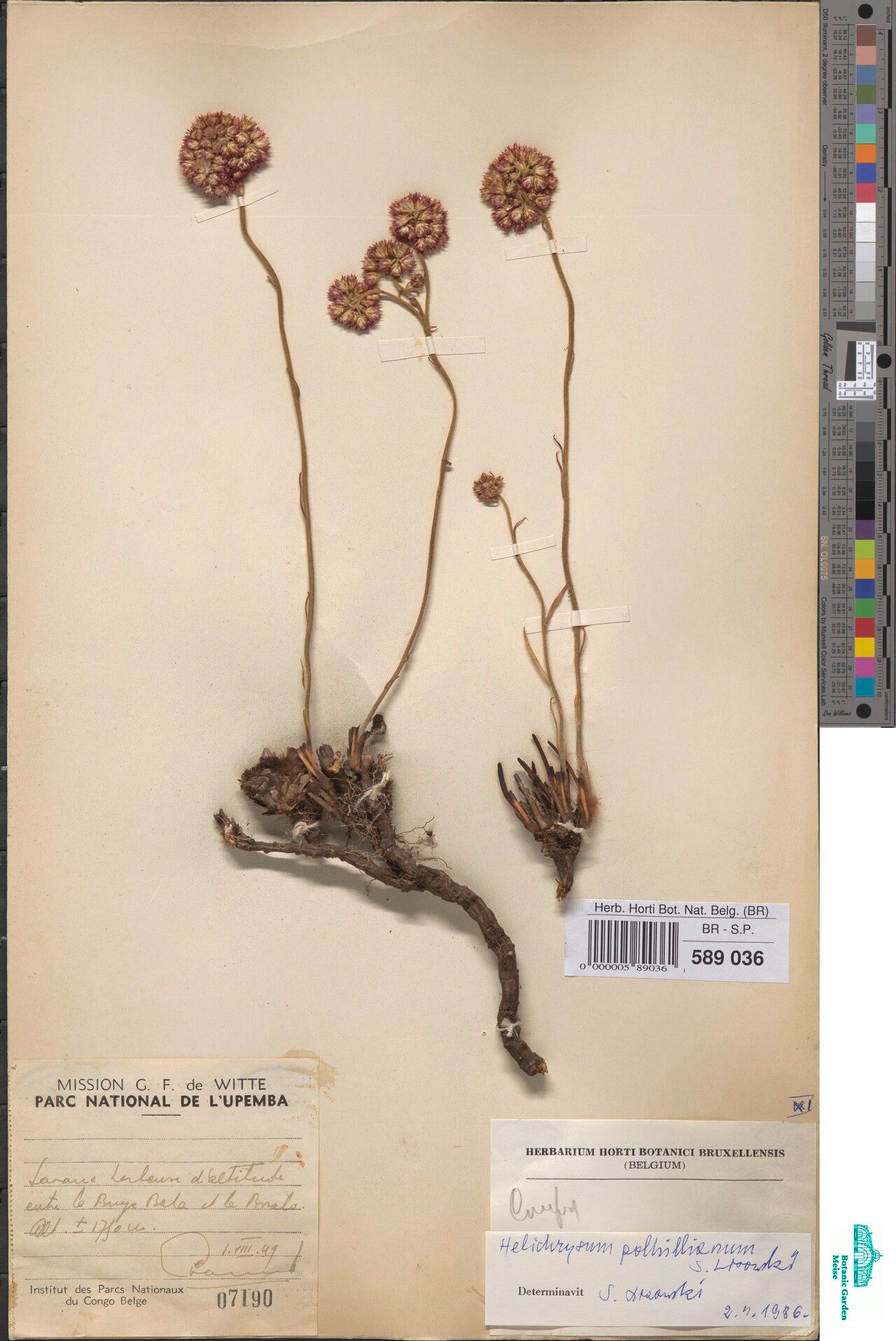 Helichrysum polhillianum — search result for 'Helichrysum'