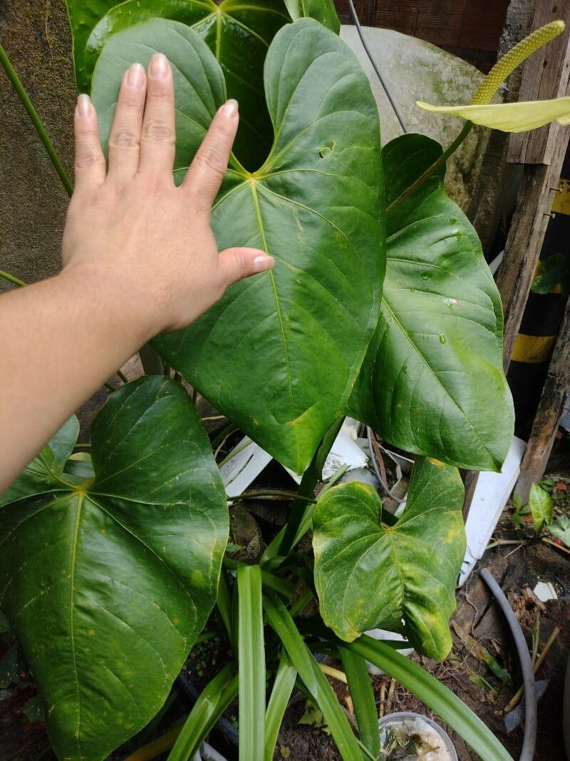 Anthurium obtusilobum — search result for 'Anthurium'