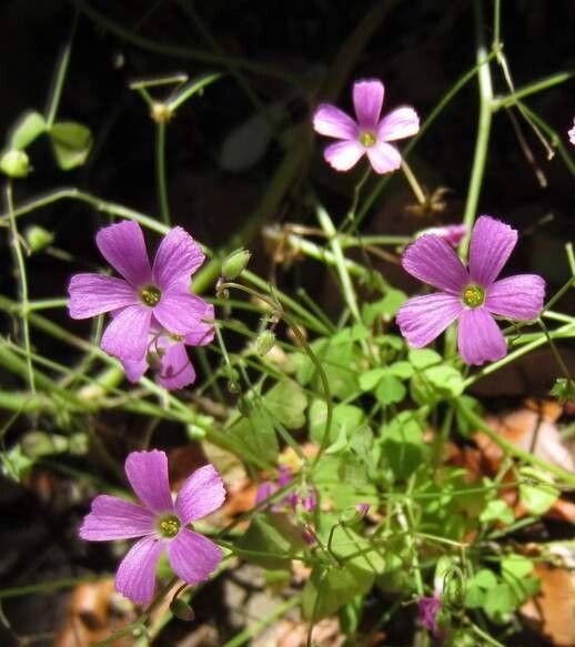 Oxalis rosea flower