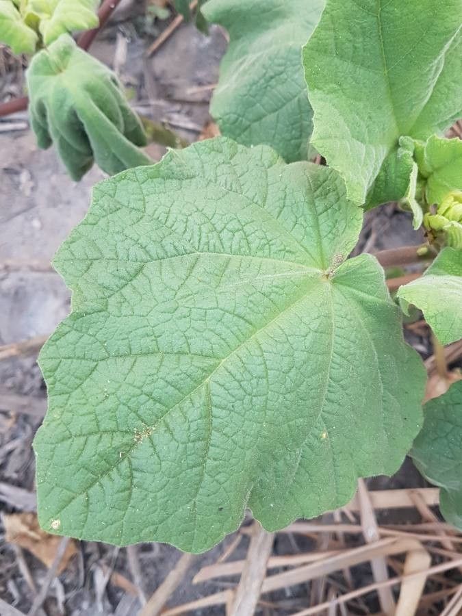 Martynia annua — search result for 'Aizoaceae'