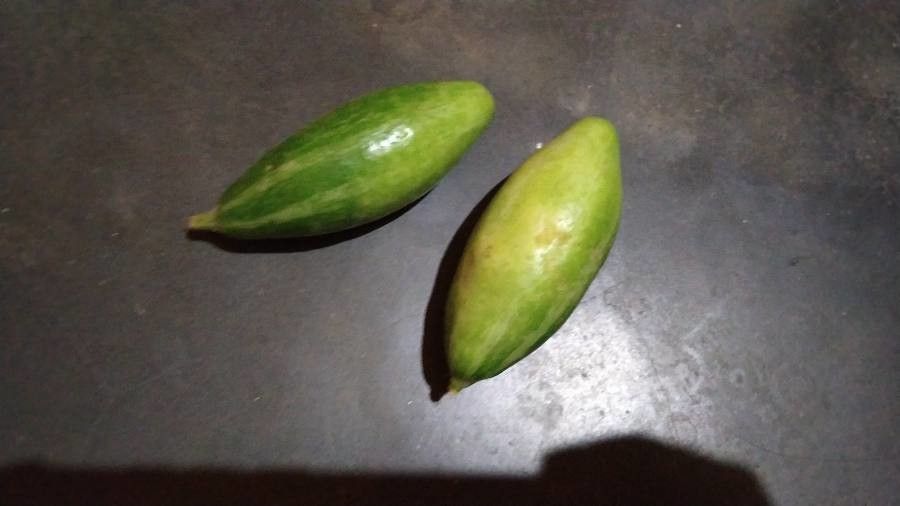 Trichosanthes dioica fruit