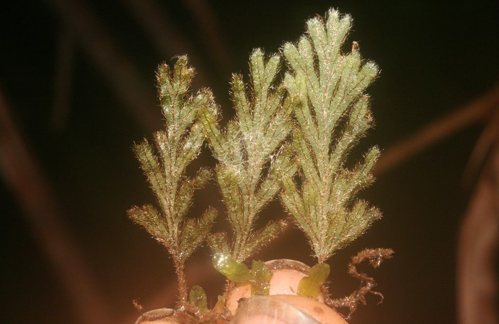 Hymenophyllum subobtusum — houseplant care guide