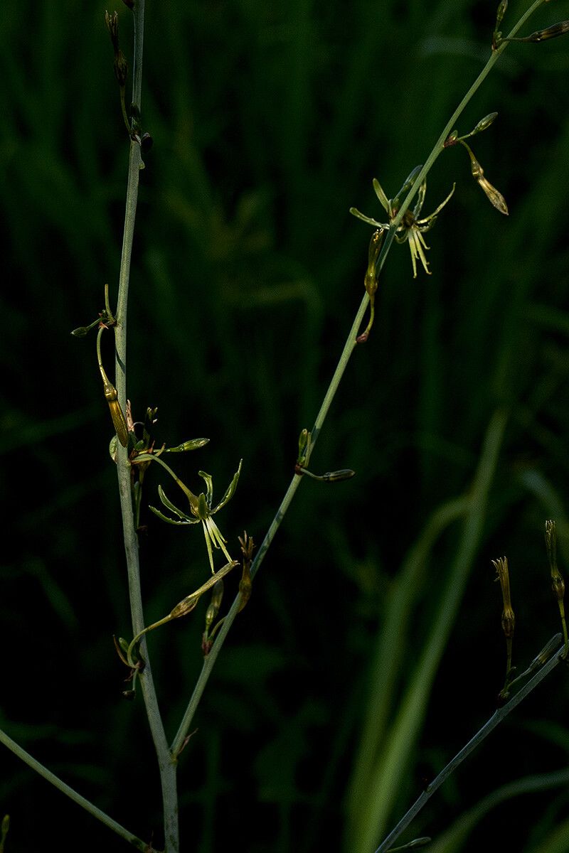 Chlorophytum macrosporum flower