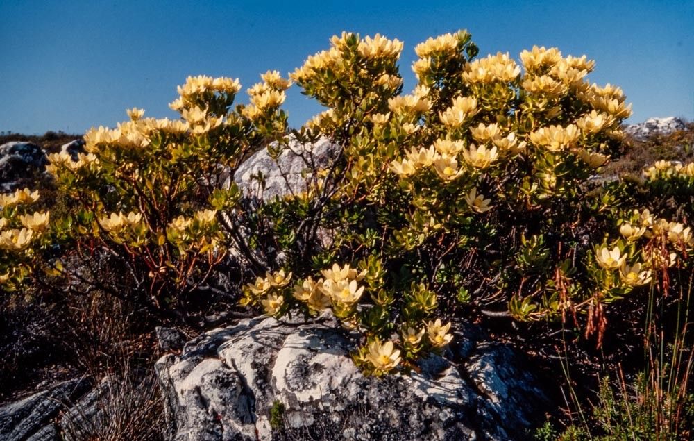 Leucadendron strobilinum habit