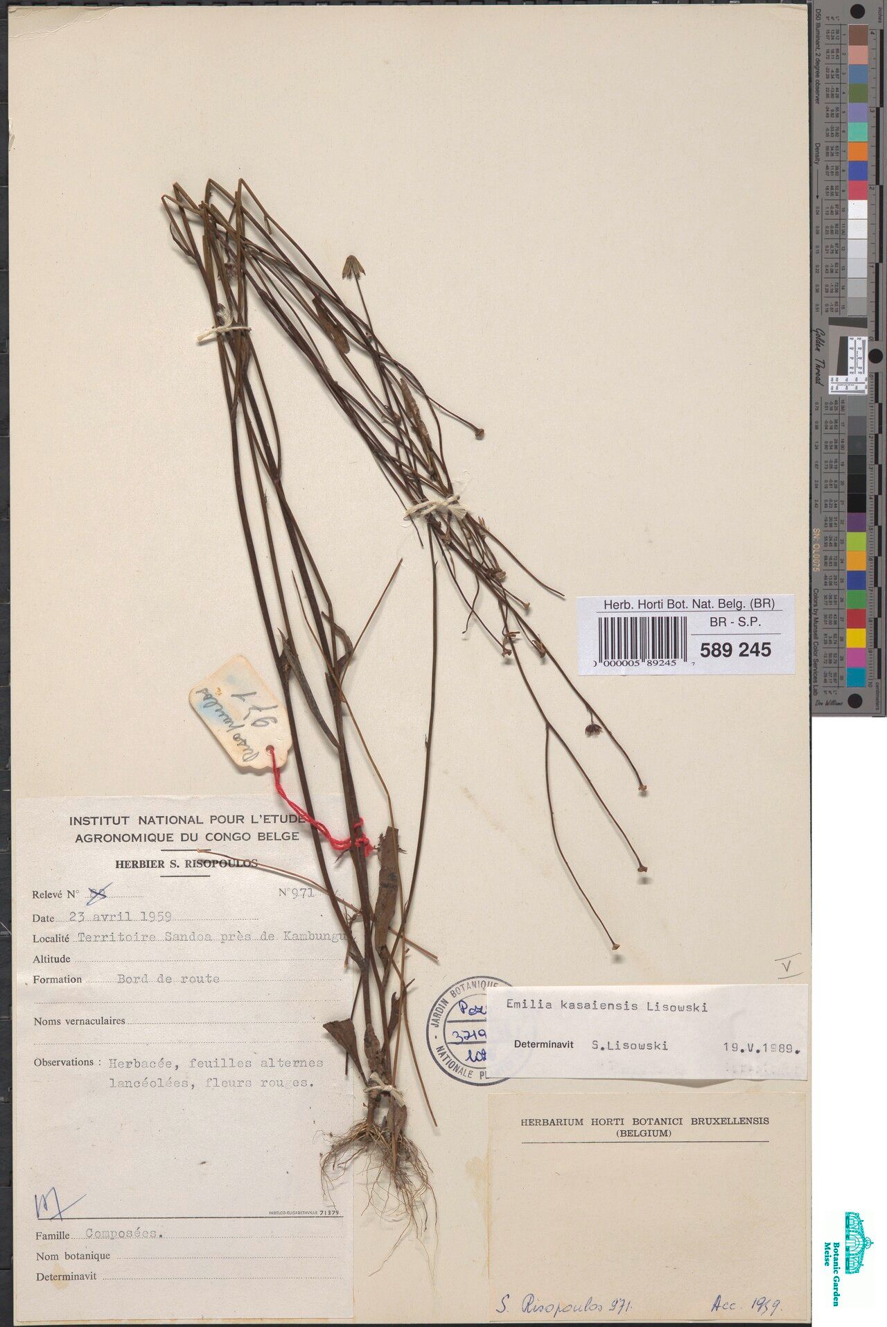 Emilia kasaiensis — search result for 'Emilia'