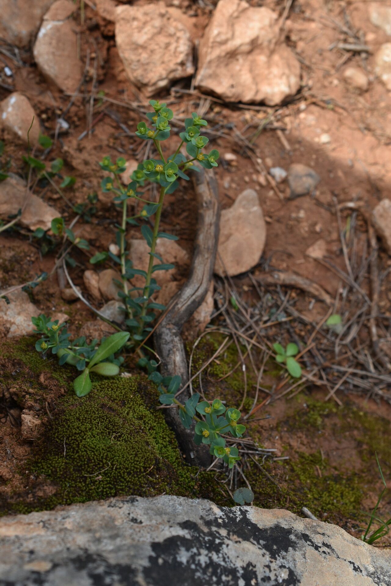 Euphorbia apios flower