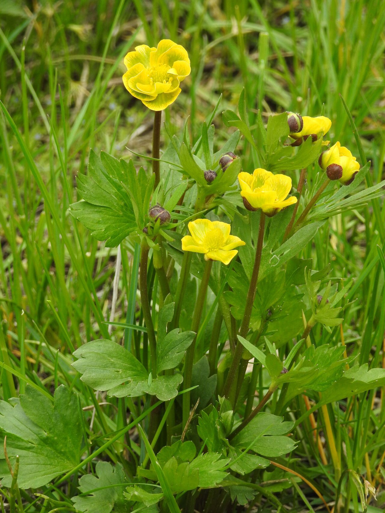 Ranunculus altaicus — houseplant care guide