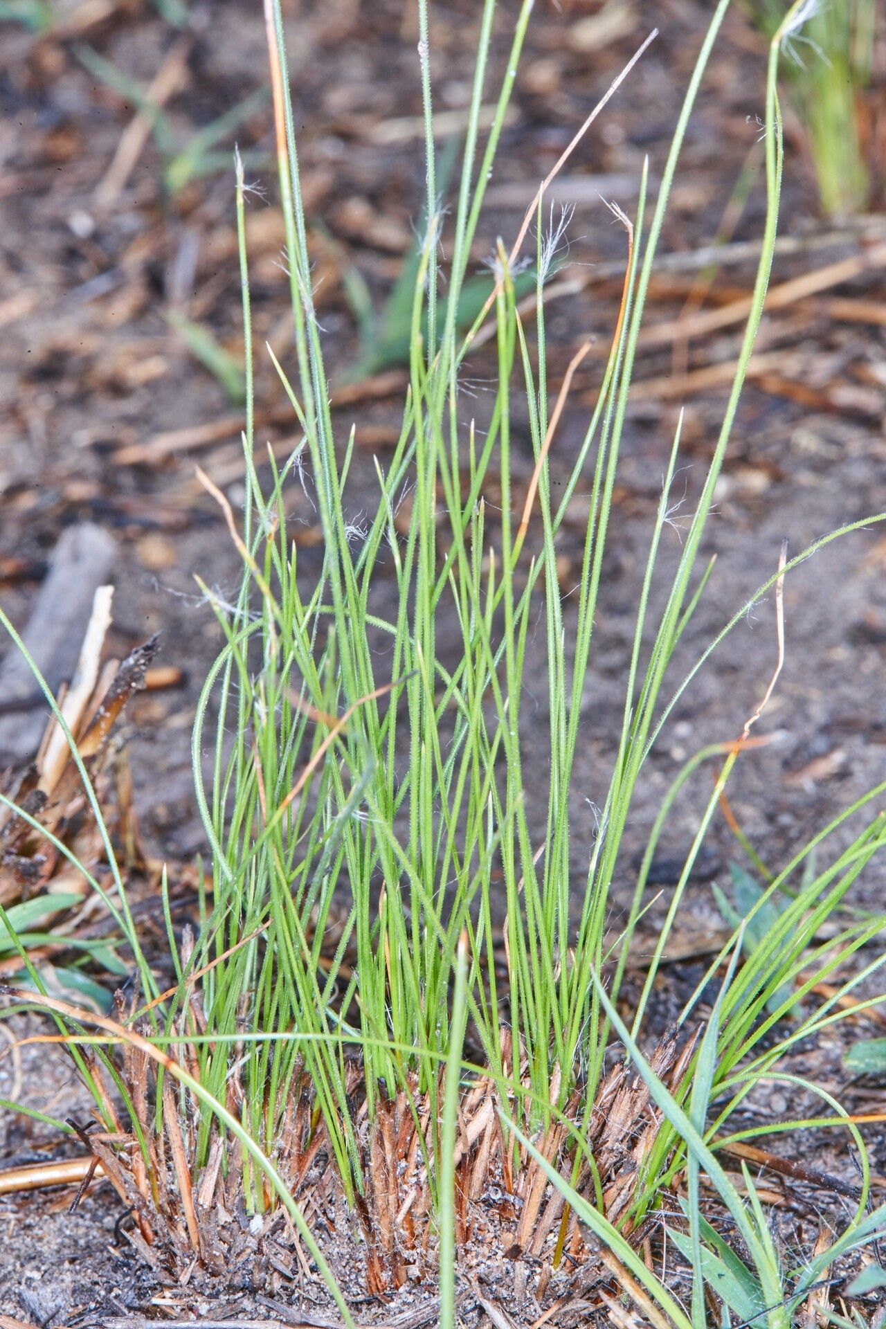 Bulbostylis pilosa habit