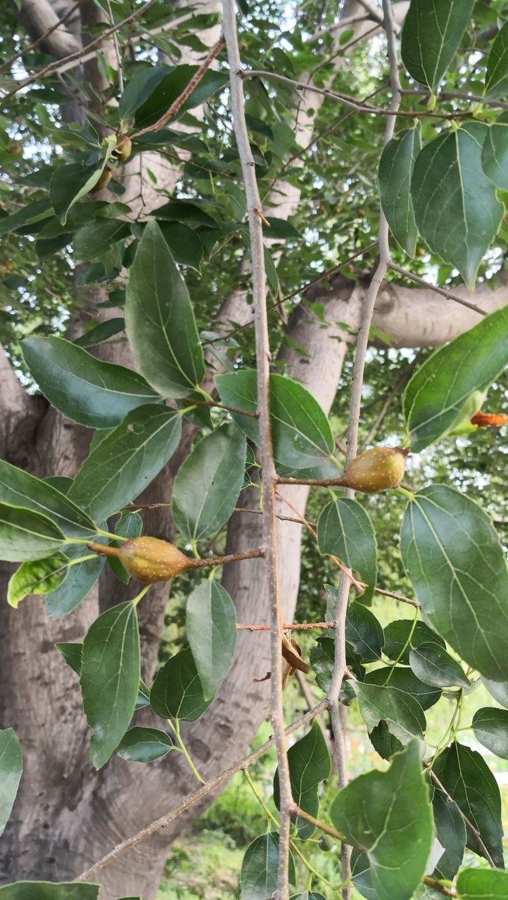 Celtis bungeana — search result for 'Celtis'