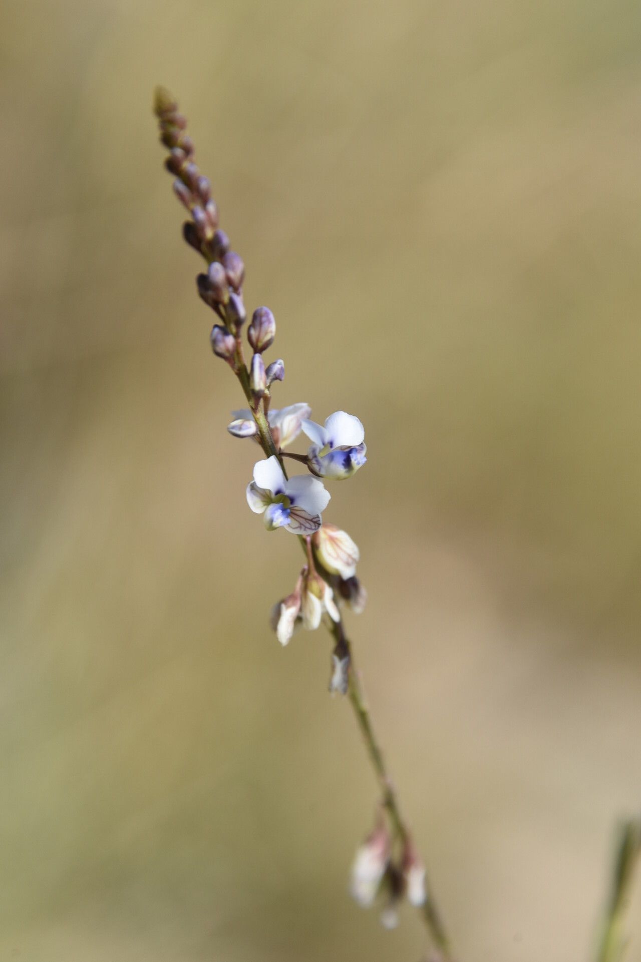 Polygala isaloensis — houseplant care guide