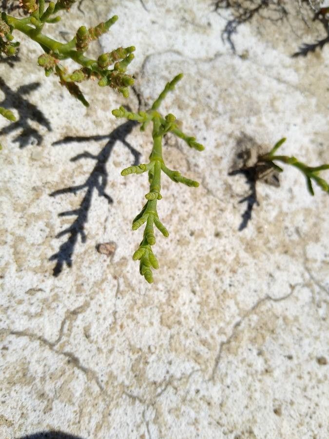 Salicornia subterminalis leaf