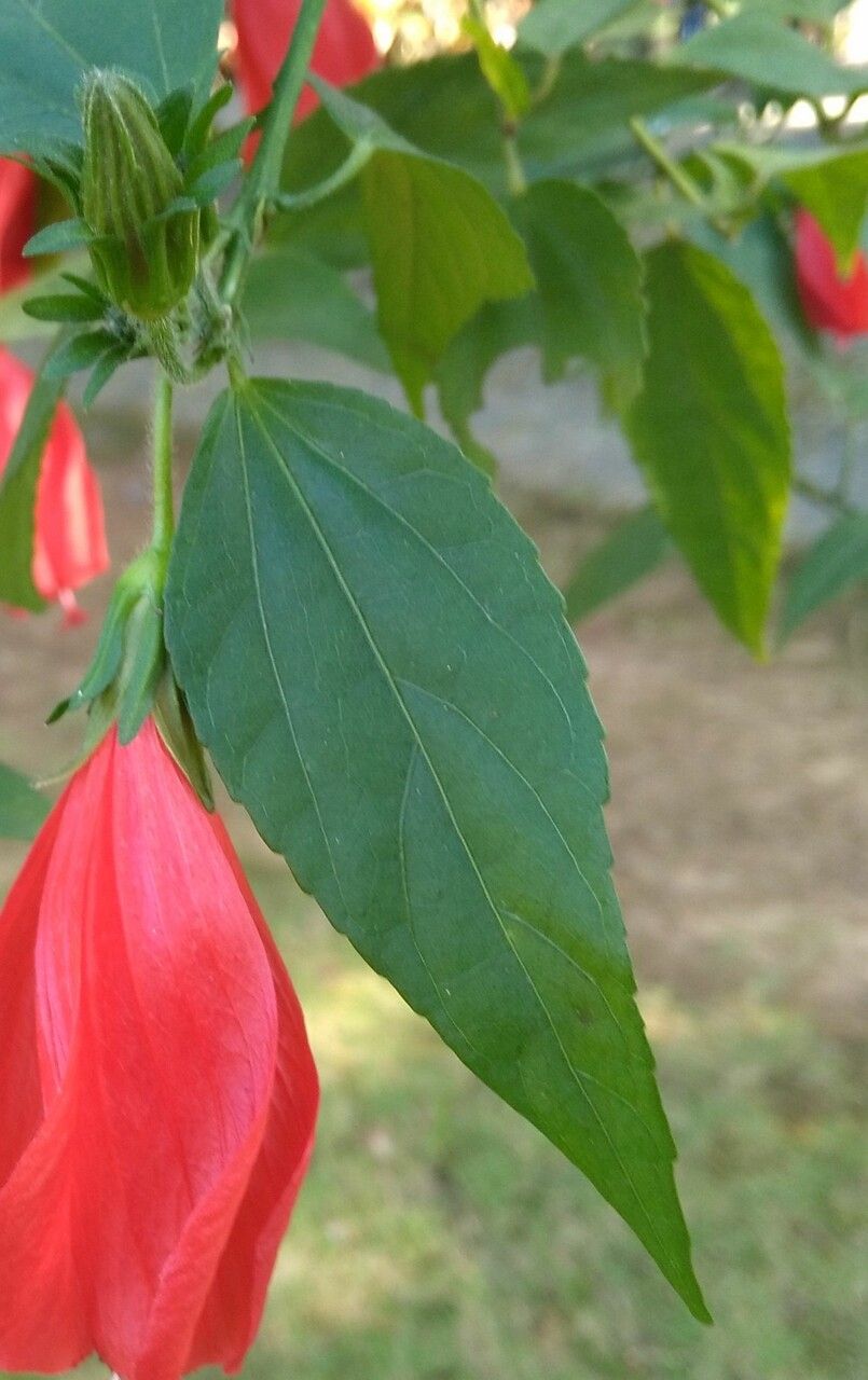 Malvaviscus penduliflorus — search result for 'Hibiscus'