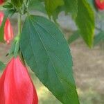 Malvaviscus penduliflorus