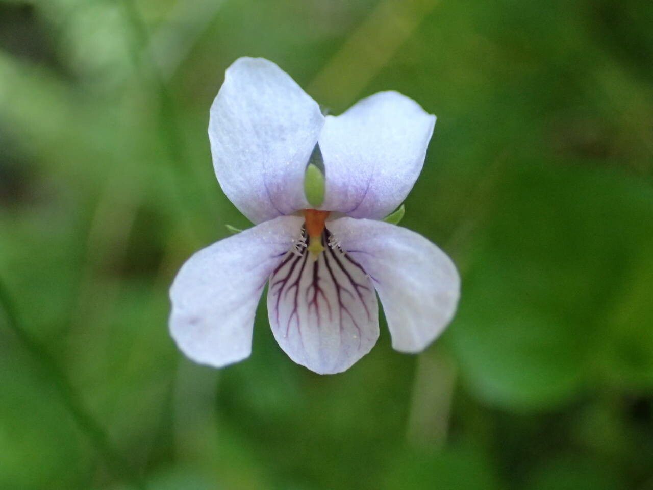 Viola palustris flower