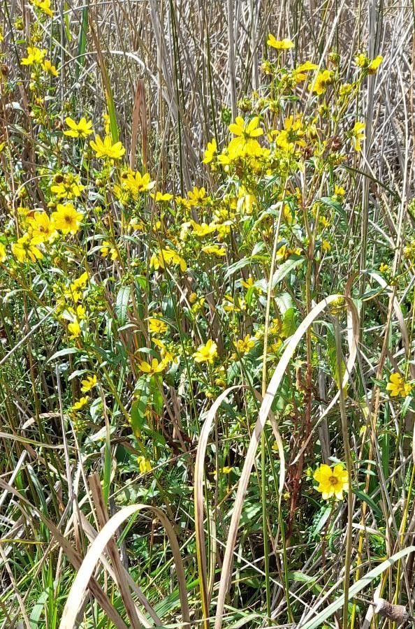Bidens laevis habit