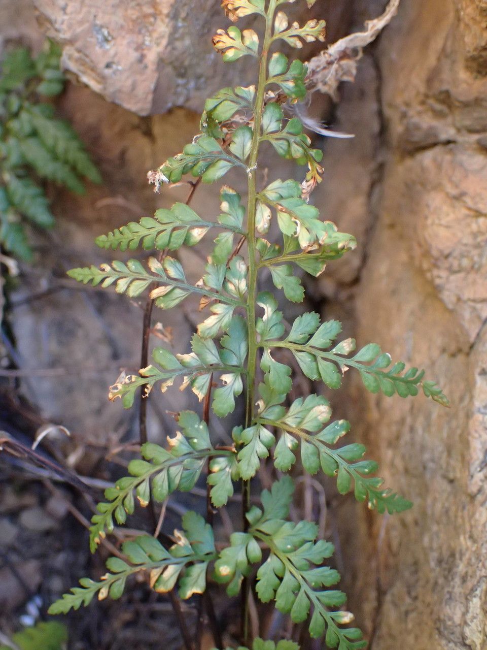 Asplenium obovatum habit