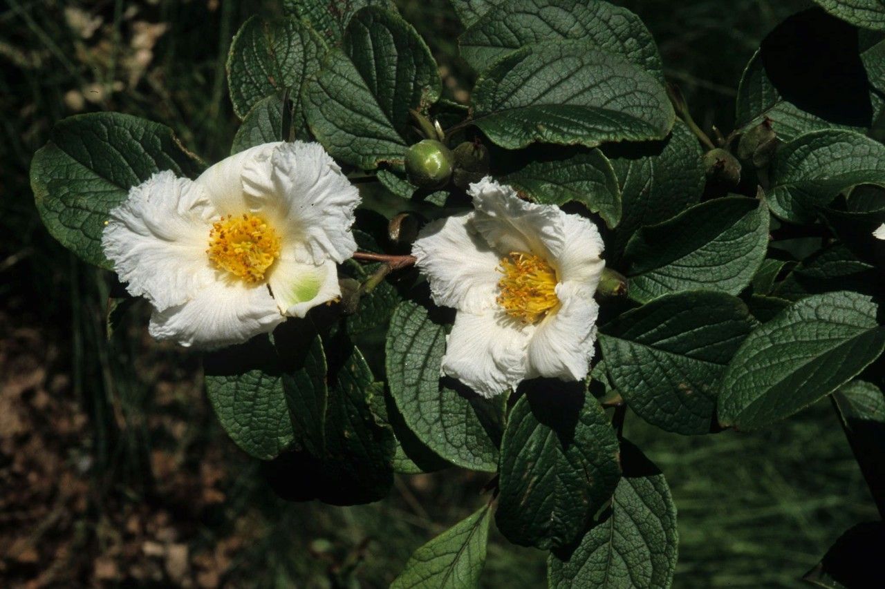 Stewartia pseudocamellia flower
