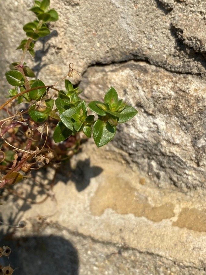 Lysimachia tenella — clay tolerant houseplant