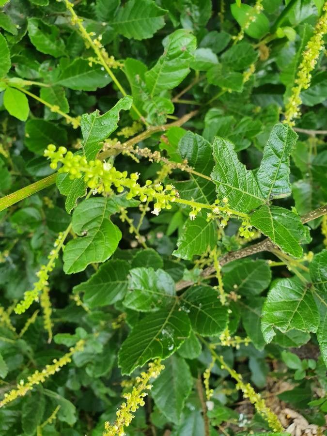 Allophylus rubifolius flower