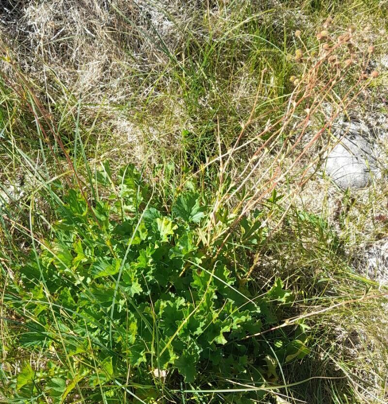 Geum magellanicum habit