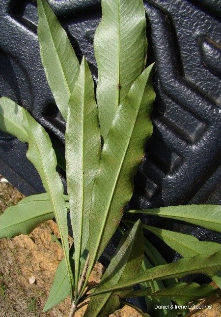 Pittosporum oubatchense — search result for 'Pittosporum'