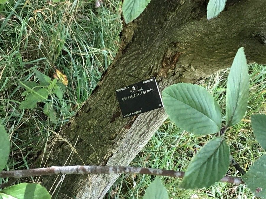 Sorbus porrigentiformis bark