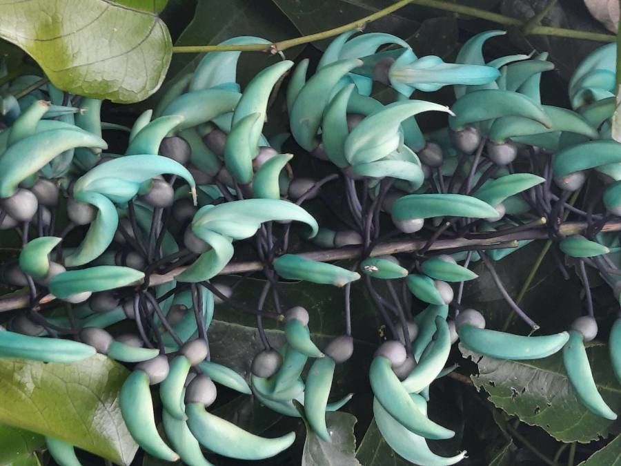 Strongylodon macrobotrys flower