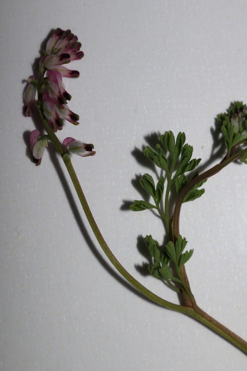 Fumaria kralikii habit