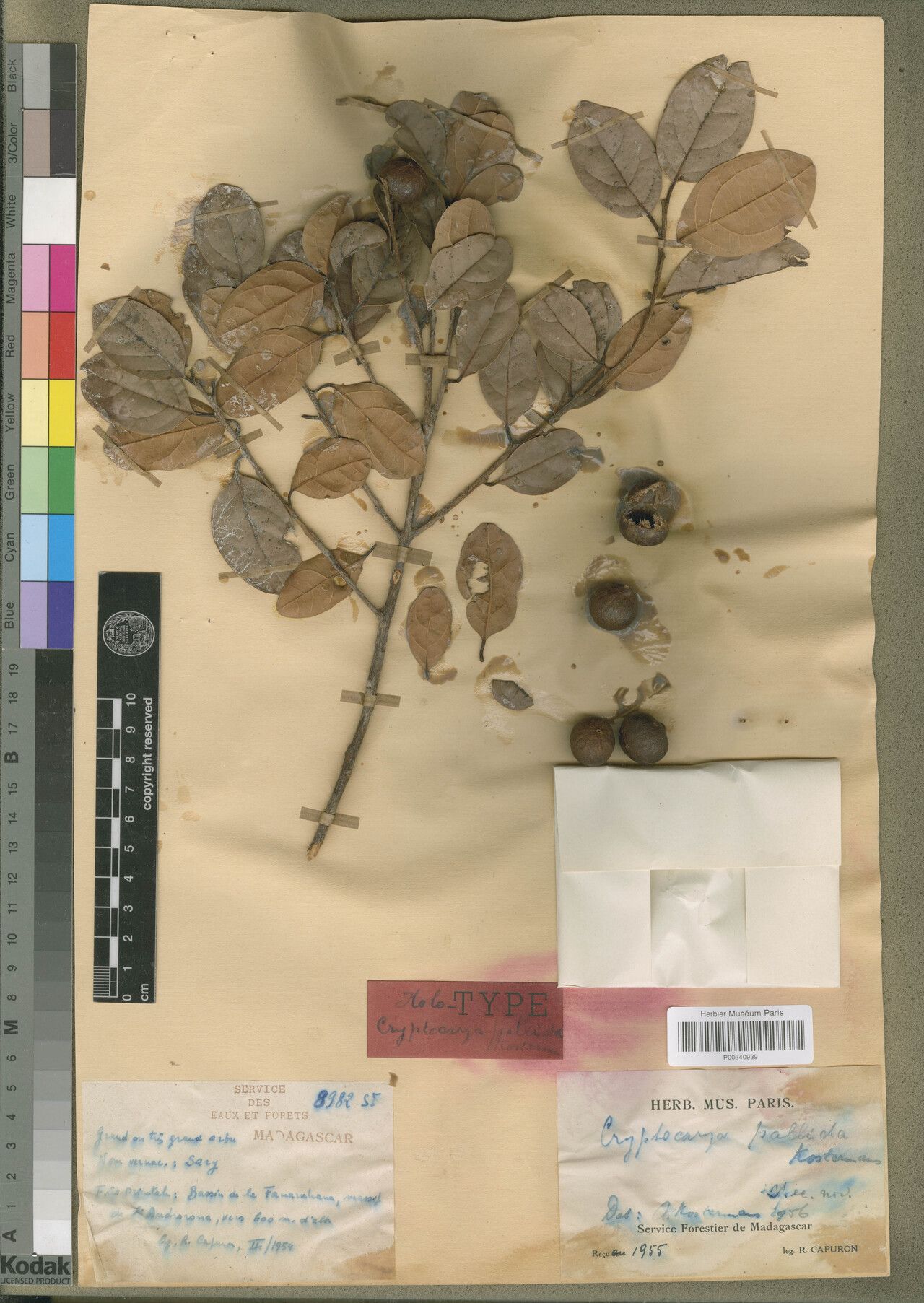 Cryptocarya pallidifolia — houseplant care guide