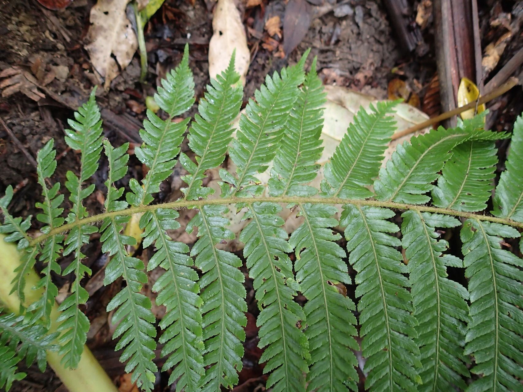 Dicksonia perriei — houseplant care guide