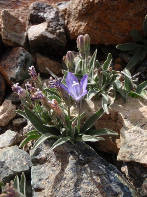 Campanula scabrella habit