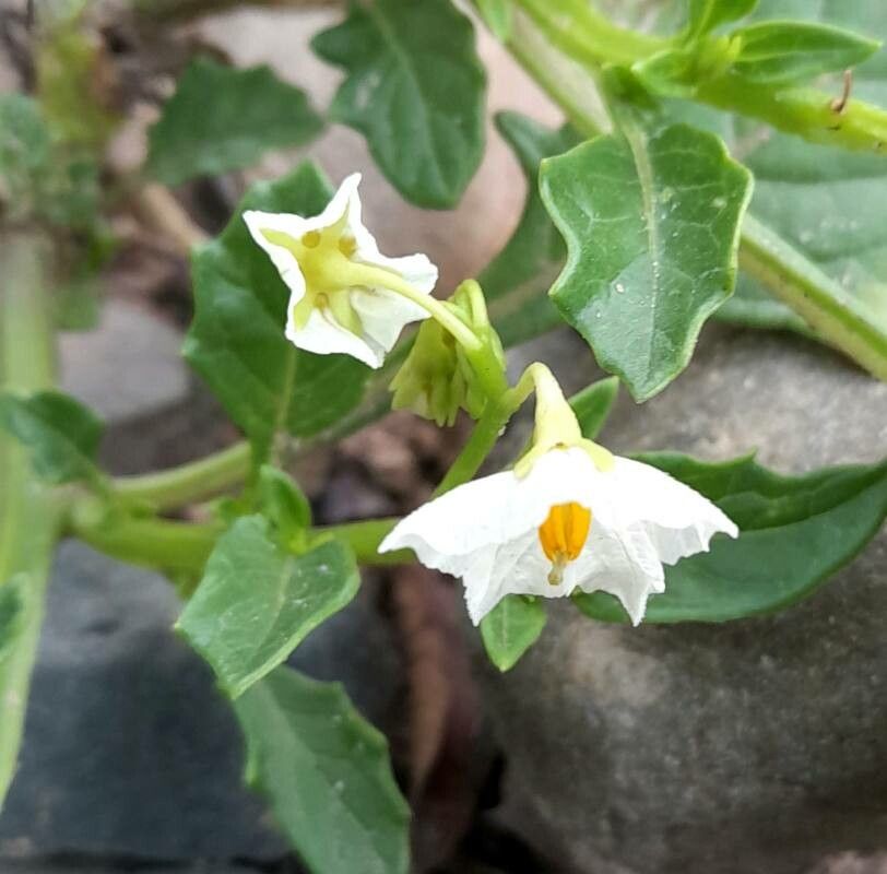 Solanum caesium flower