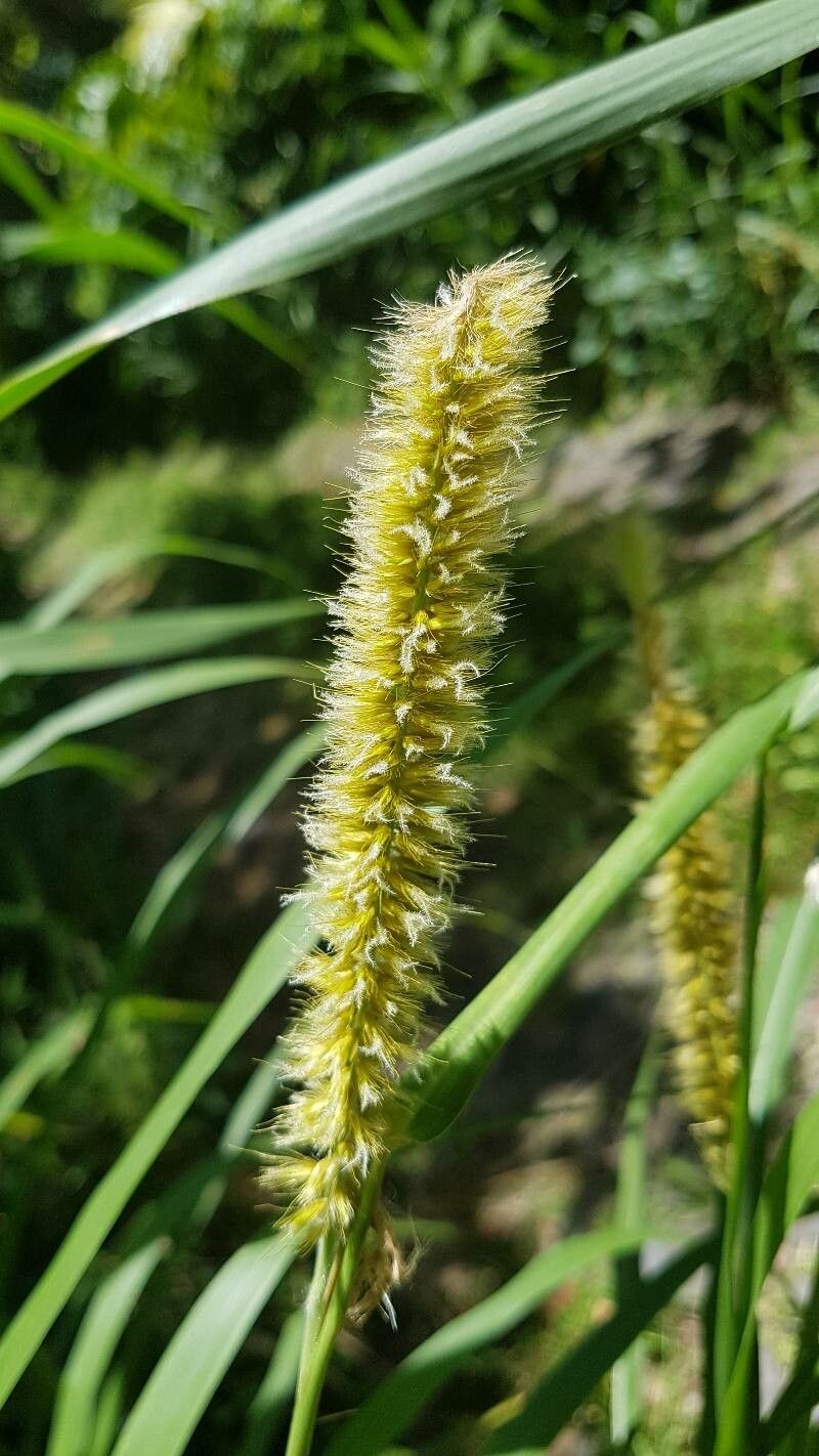 Setaria tenax fruit