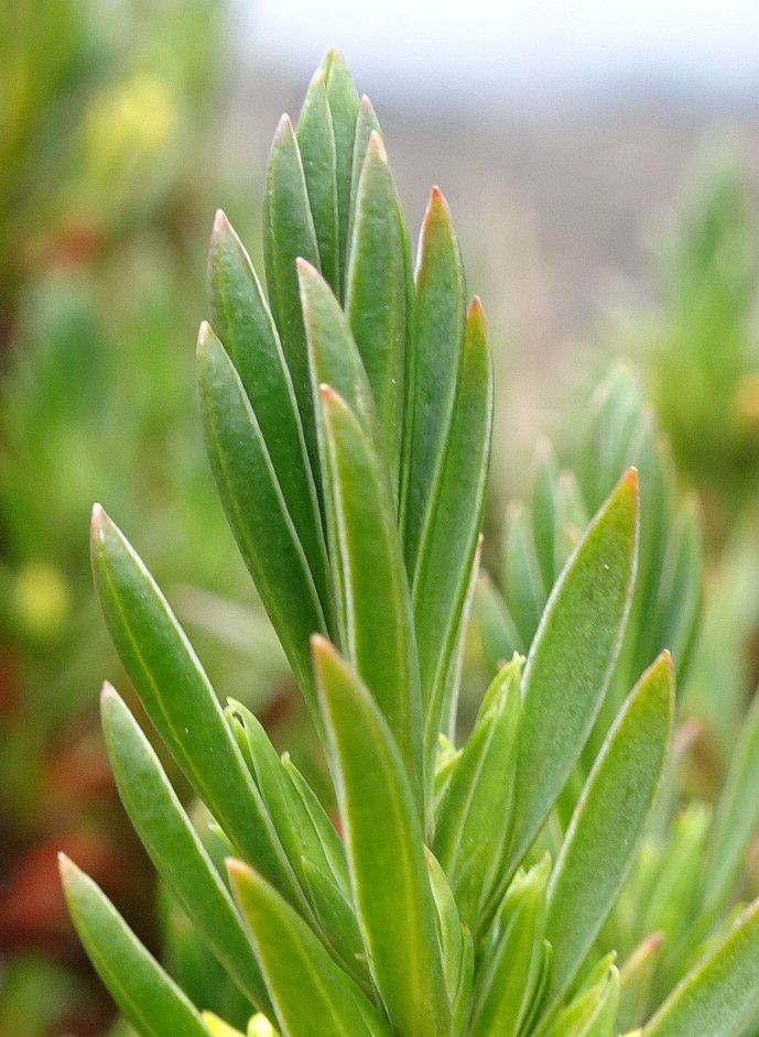 Hypericum lancioides — houseplant care guide