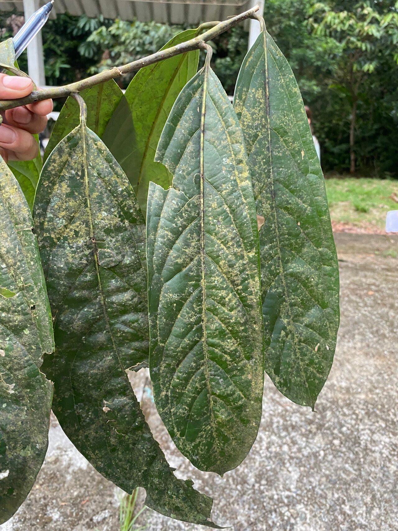 Ocotea aciphylla leaf