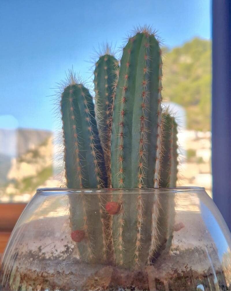 Vatricania guentheri — houseplant care guide