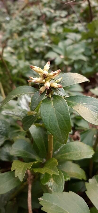 Pachysandra procumbens flower
