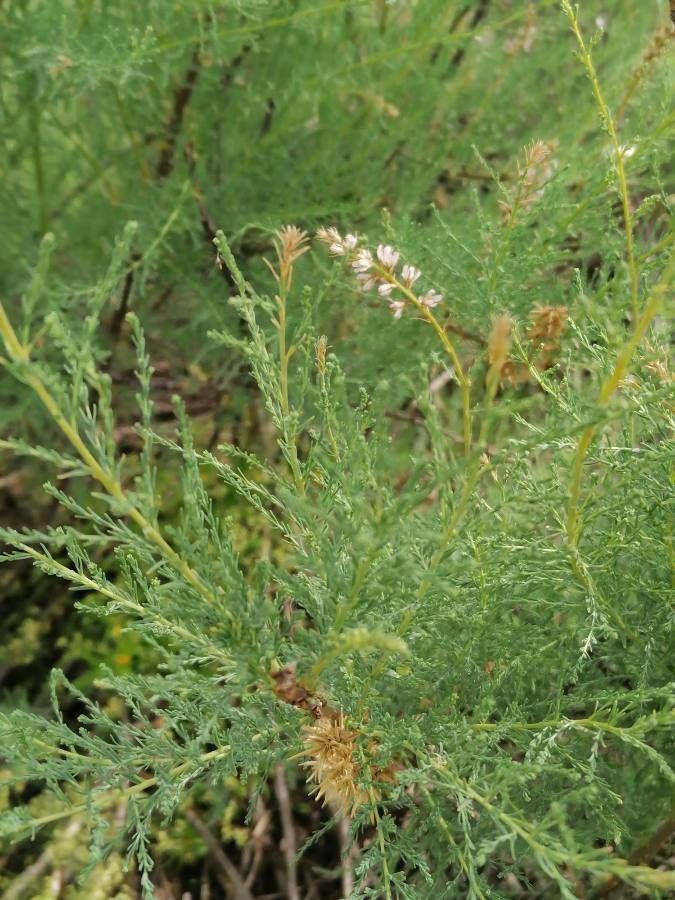 Myricaria germanica leaf