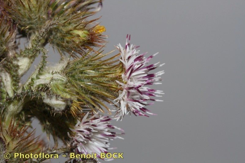 Carduus bourgaei fruit