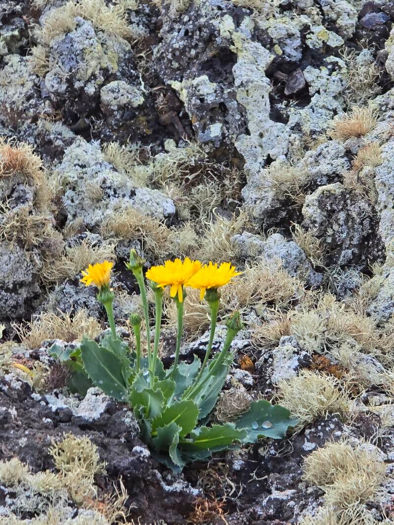 Reichardia famarae flower
