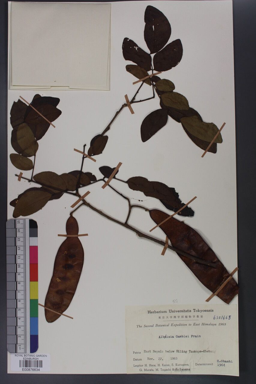 Albizia lucidior other