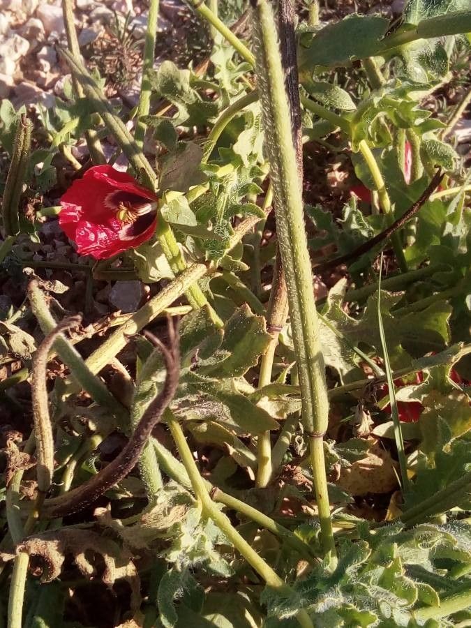 Glaucium corniculatum fruit