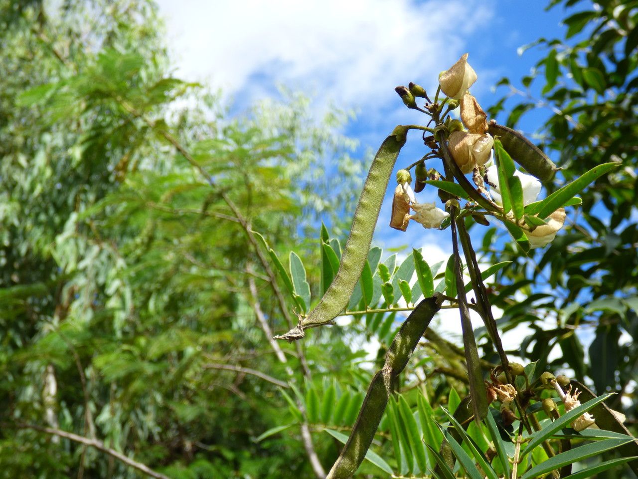 Tephrosia candida fruit