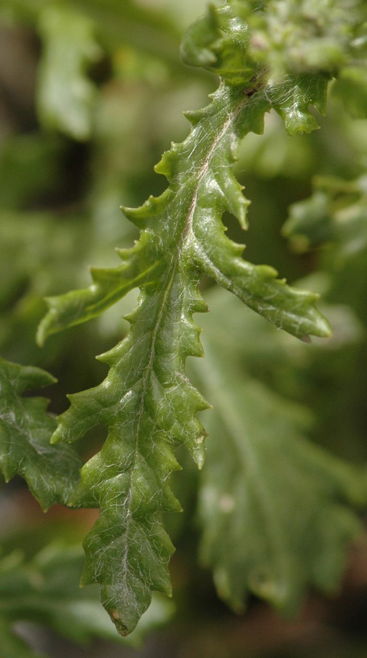 Senecio rupestris — search result for 'Annual and perennial herbaceous plants'