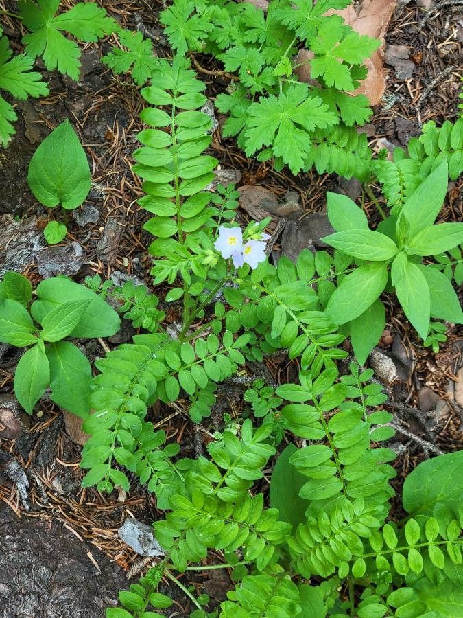 Polemonium pulcherrimum habit