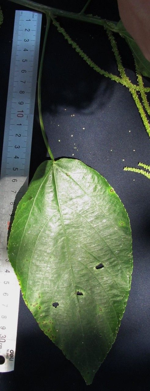 Acalypha radinostachya — houseplant care guide