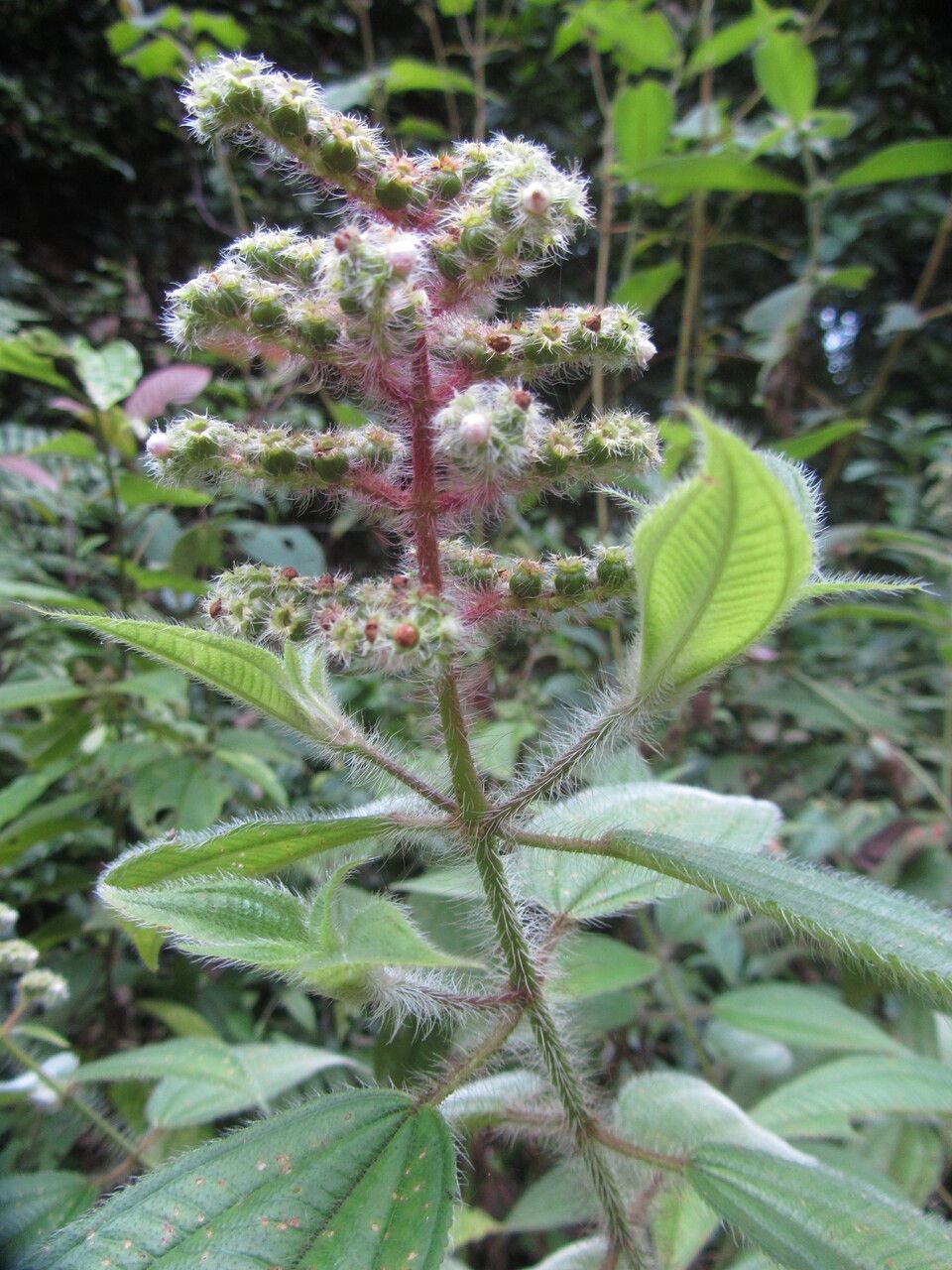Miconia lacera fruit