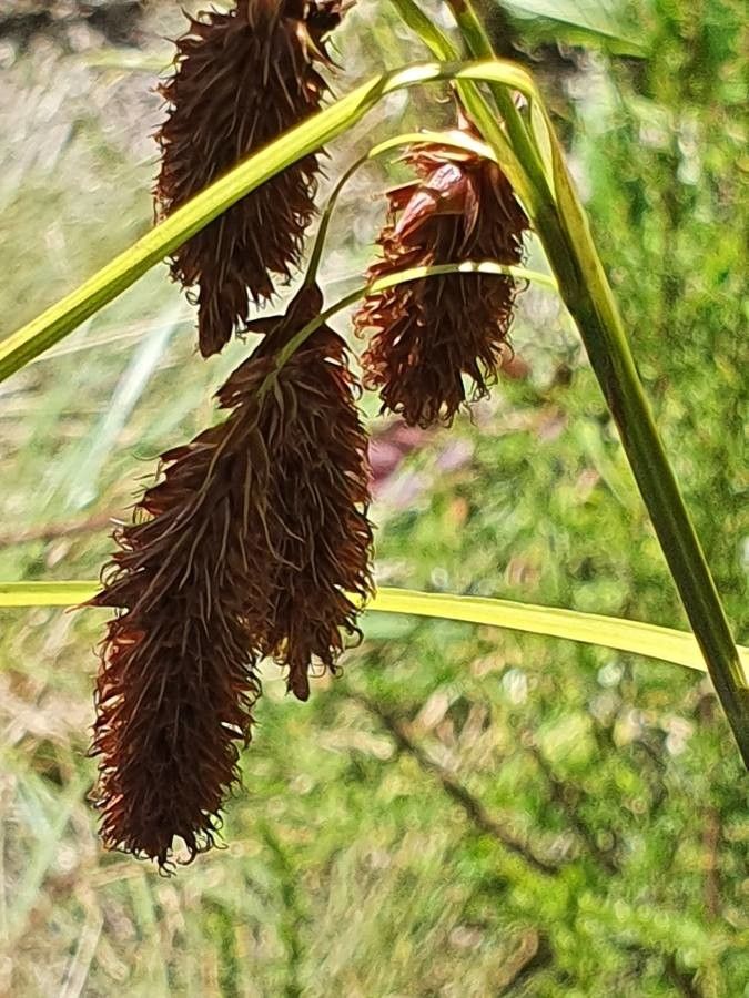 Carex vallis-rosetto flower