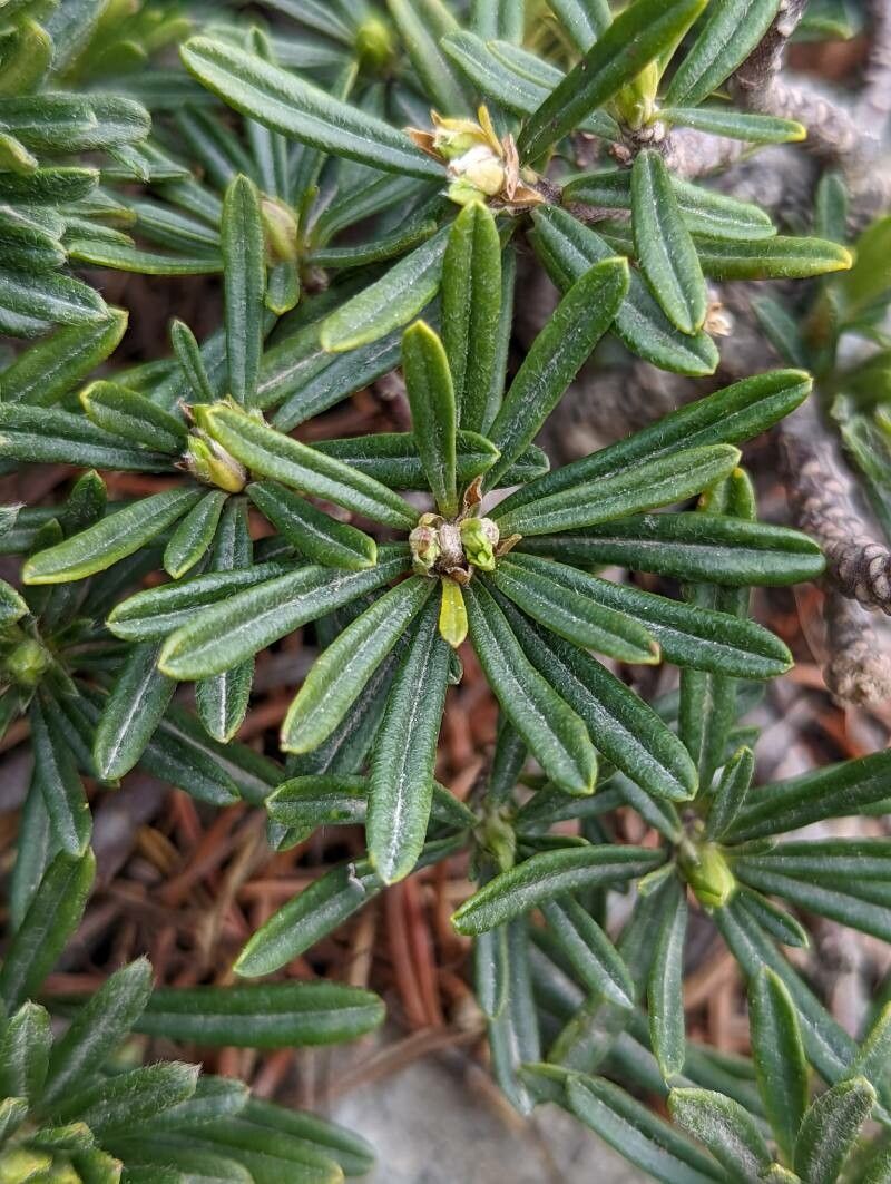 Daphne arbuscula leaf
