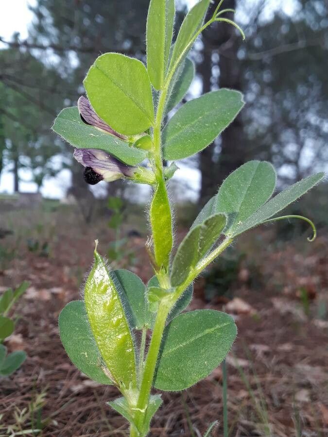Vicia johannis fruit